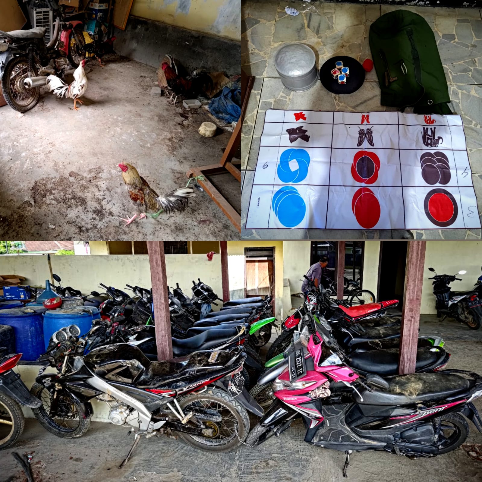 Tekab 308 Polsek Seputih Mataram, Polres Lampung Tengah Menggrebek Tempat Perjudian dan Sambung Ayam dikebun Karet