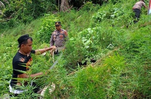 Polisi Berhasil Ungkap 4 Hektare Ladang Ganja di Aceh, Gegara Mahasiswa KKN Mengisap Ganja