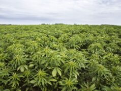 Polda Bengkulu Temukan Ladang Ganja Seluas 1,5 Hektare