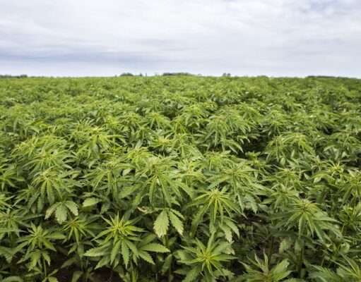 Polda Bengkulu Temukan Ladang Ganja Seluas 1,5 Hektare