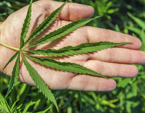 Polrestro Bekasi Kota Amankan 14 KG Ganja dan 3 Pengedar Narkoba