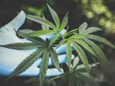 Tanaman Mirip Ganja Dikonsumsi Seorang Artis Hingga Diamankan Polisi