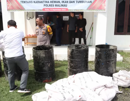 Barang Bukti Ratusan Kilo Daging Ayam Tanpa Dokumen Dimusnahkan Polres Malinau