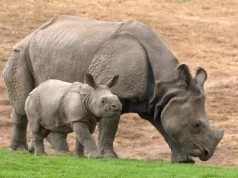 Polda Banten Lakukan Penyelidikan Soal Kasus Perburuan Badak di Ujung Kulon