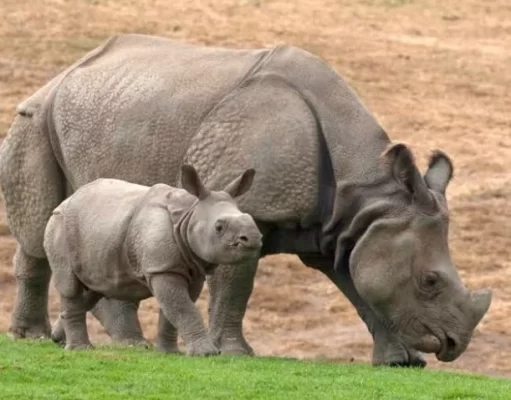 Polda Banten Lakukan Penyelidikan Soal Kasus Perburuan Badak di Ujung Kulon