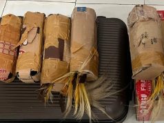 Penyelundupan 7 Ekor Cenderawasih di Pelabuhan Jayapura Berhasil Digagalkan Polisi