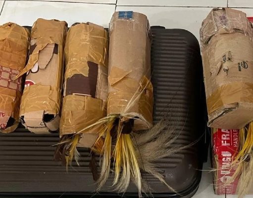 Penyelundupan 7 Ekor Cenderawasih di Pelabuhan Jayapura Berhasil Digagalkan Polisi