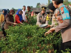 Dukung Ketahanan Pangan di kelurahan Jenggot, Ini Terobosan Bhabinkamtibmas Kelurahan Jenggot