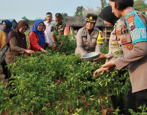 Dukung Ketahanan Pangan di kelurahan Jenggot, Ini Terobosan Bhabinkamtibmas Kelurahan Jenggot