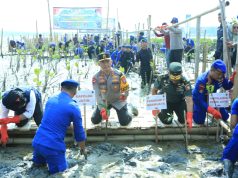 HUT Korp Brimob ke – 78 dan Polairud ke – 73, Kapolda Jatim Restorasi Hutan Mangrove Tanam 18.300 Bibit
