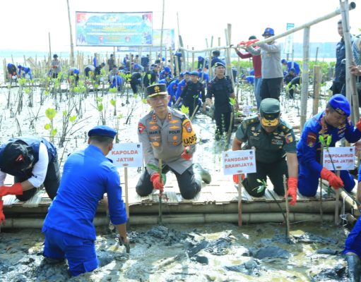 HUT Korp Brimob ke – 78 dan Polairud ke – 73, Kapolda Jatim Restorasi Hutan Mangrove Tanam 18.300 Bibit