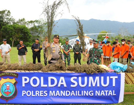 Perburuan 150 Ha Ladang Ganja oleh Polda Sumut Gunakan Teknologi Citra Satelit