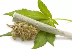 Polres Madina Berhasil Mengamankan 15Kg Ganja, 3 Kurir Ditangkap