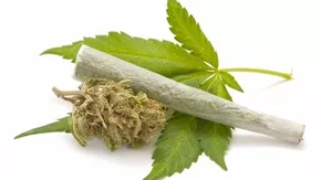 Polres Madina Berhasil Mengamankan 15Kg Ganja, 3 Kurir Ditangkap