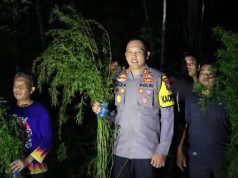 Sebanyak 5 Hektar Lahan Ganja Berhasil Ditemukan di Mandailing Natal