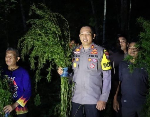 Sebanyak 5 Hektar Lahan Ganja Berhasil Ditemukan di Mandailing Natal