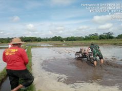 Hadir Di Tengah Masyarakat, Babinsa Koramil Talun Bantu Pengolahan Dan Penyiapan Lahan Pertanian Warga Binaannya
