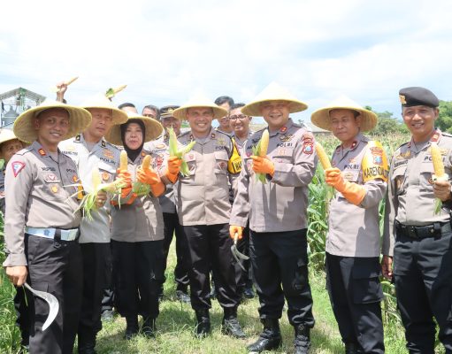 Polres Blitar Panen Kedua Jagung Swasembada Untuk Anggota dan Masyarakat