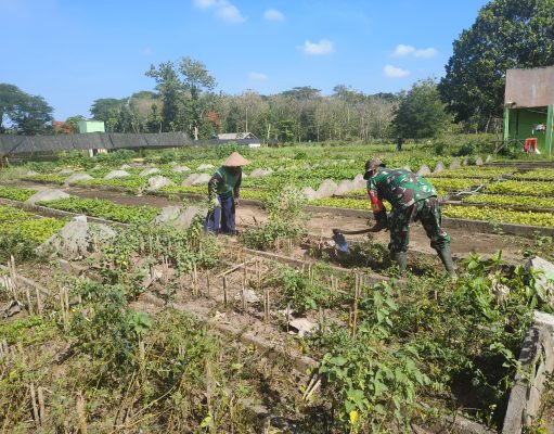 Dukung Ketahanan Pangan, Babinsa Koramil Ponggok Bantu Penyiapan Lahan Pertanian Di Sawah Milik Warga Binaannya