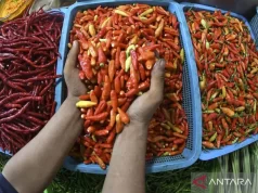 Stok Cabai Aman Jelang Natal dan Tahun Baru