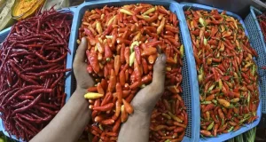 Stok Cabai Aman Jelang Natal dan Tahun Baru