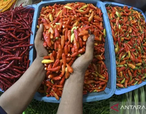 Stok Cabai Aman Jelang Natal dan Tahun Baru