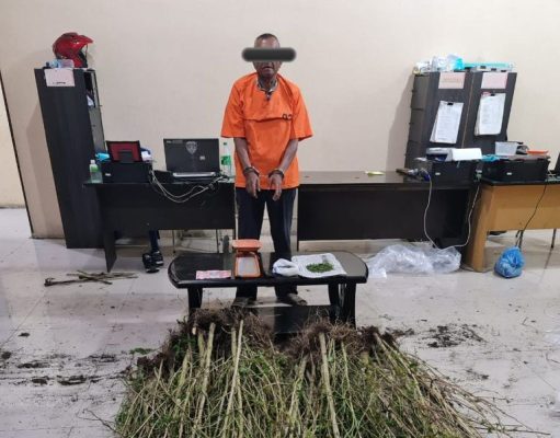 Ladang Ganja di Tanah Karo diungkap Polisi