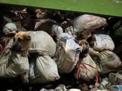 Kasus Pengiriman 266 Anjing ke Solo, Polisi Amankan 5 Orang Tersangka