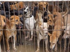 Polisi Ungkap Harga Satu Ekor Anjing Dari Tersangka DH