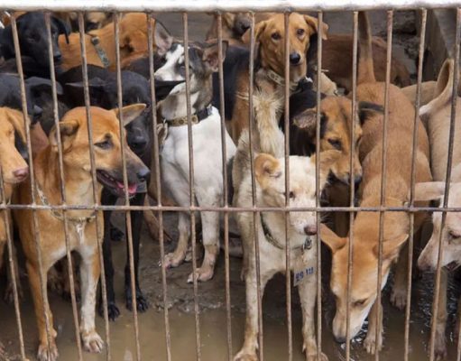 Polisi Ungkap Harga Satu Ekor Anjing Dari Tersangka DH