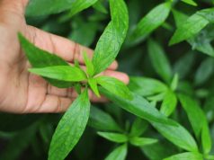 Daun Sambiloto Ternyata Mampu Redakan Gejala COVID-19