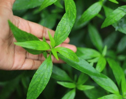 Daun Sambiloto Ternyata Mampu Redakan Gejala COVID-19