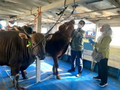 Pemkab Kepulauan Seribu Distribusikan 32 Hewan Kurban ke Pulau Permukiman