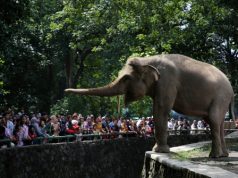Liburan Idul Adha dan Cuti Bersama 34.821 Wisatawan Kunjungi Taman Margasatwa Ragunan