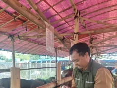 Ratusan Hewan Kurban di Depok Diawasi Jelang Idul Adha