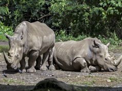 Dari 14 Tersangka 8 Orang Pelaku Perburuan Badak Jawa di Ujung Kulon Ditetapkan Menjadi DPO