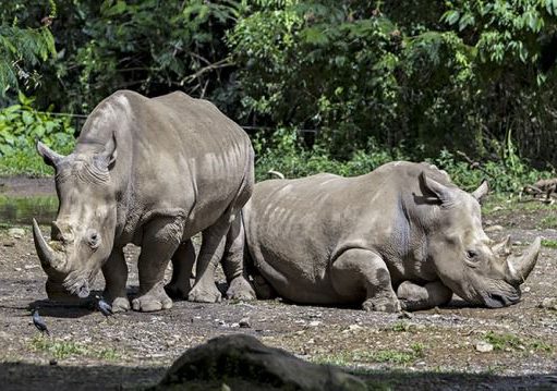 Dari 14 Tersangka 8 Orang Pelaku Perburuan Badak Jawa di Ujung Kulon Ditetapkan Menjadi DPO