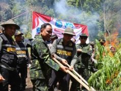 BNN Musnahkan 2,5 Hektare Lahan Ganja di Aceh Besar
