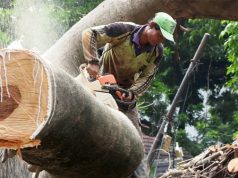 Sudin Tamhut Jaksel Pangkas 10.520 Pohon Selama Periode Januari-Juni 2024