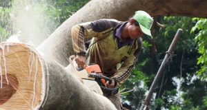 Sudin Tamhut Jaksel Pangkas 10.520 Pohon Selama Periode Januari-Juni 2024