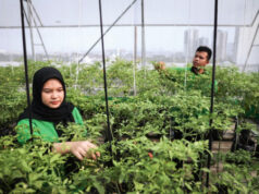 Rooftop Pasar Mayestik Dimanfaatkan untuk Urban Farming