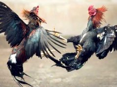 58 Orang Sebagai Tersangka Judi Sabung Ayam di Bekasi ditetapkan Sebagai Tersangka