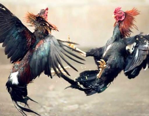 58 Orang Sebagai Tersangka Judi Sabung Ayam di Bekasi ditetapkan Sebagai Tersangka