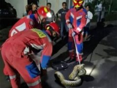 Ular Sanca Berhasil Dievakuasi dari Rumah Warga di Jalan Mawar