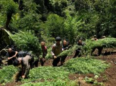 1.500 Lebih Batang Tanaman Ganja di Lereng Semeru Kembali Ditemukan