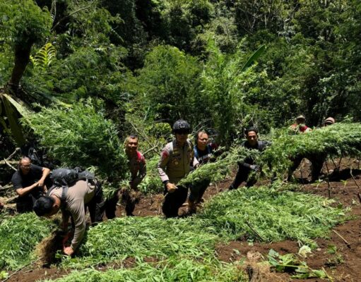 1.500 Lebih Batang Tanaman Ganja di Lereng Semeru Kembali Ditemukan