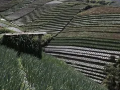 Di Sela Retret Presiden Prabowo Perlihatkan Kekayaan Alam Desa Sukomakmur