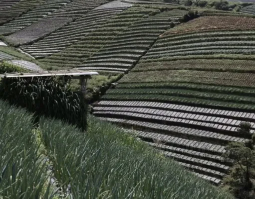 Di Sela Retret Presiden Prabowo Perlihatkan Kekayaan Alam Desa Sukomakmur