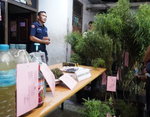 Tanam Ganja di Genteng Rumah Polisi Amankan 40 Pot Ganja
