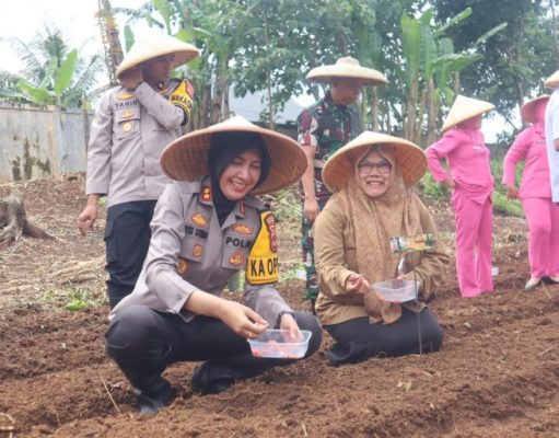 Dukung Ketahanan Pangan Polres Sukabumi Kota Tanam 5000 Bibit Jagung di Mapolsek Warudoyong